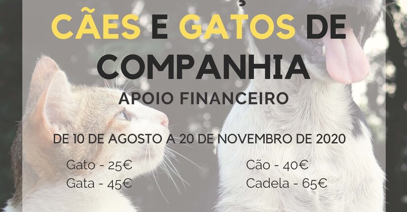 esterilizacao_de_caes_e_gatos_de_companhia