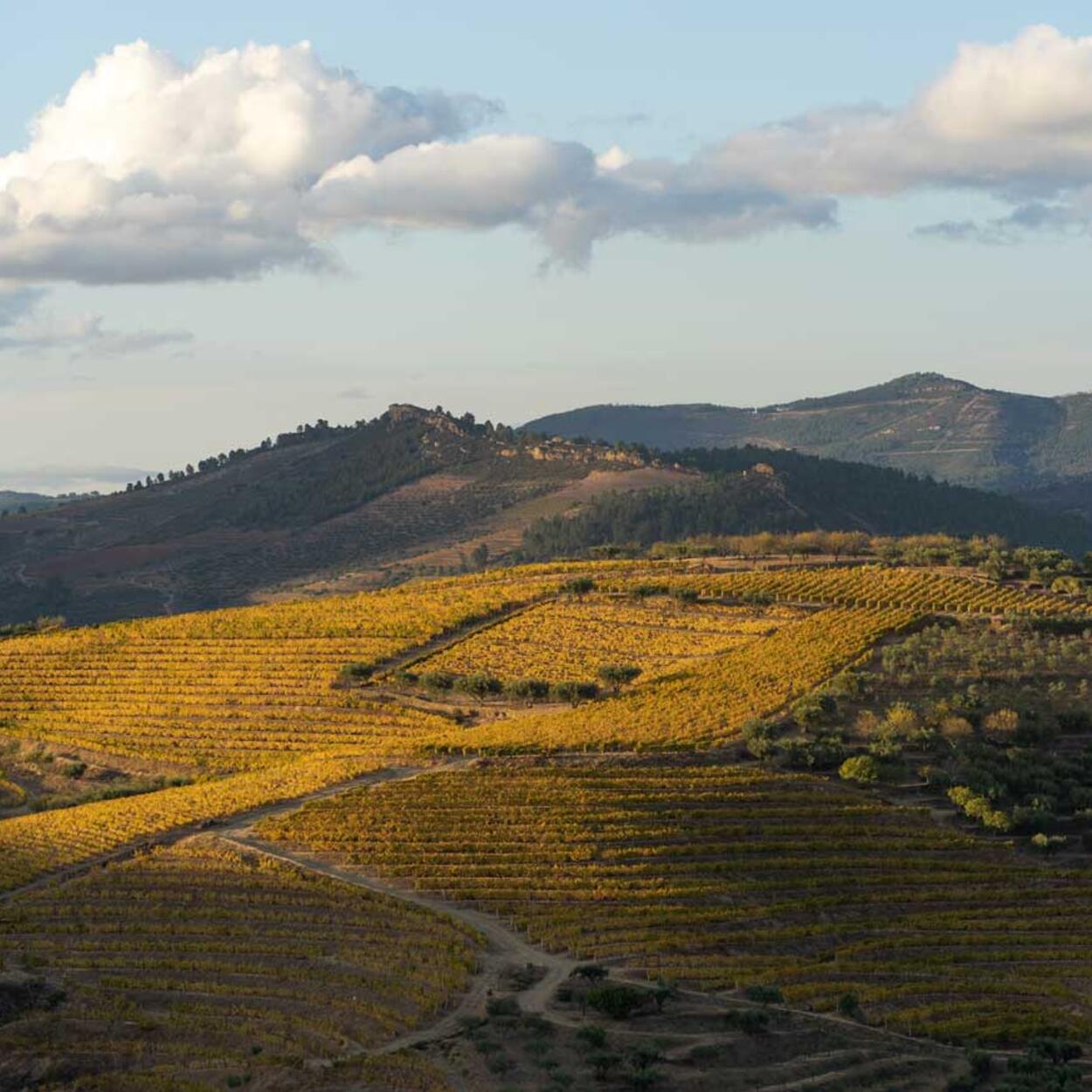 territorio_fundo_2_1024x873