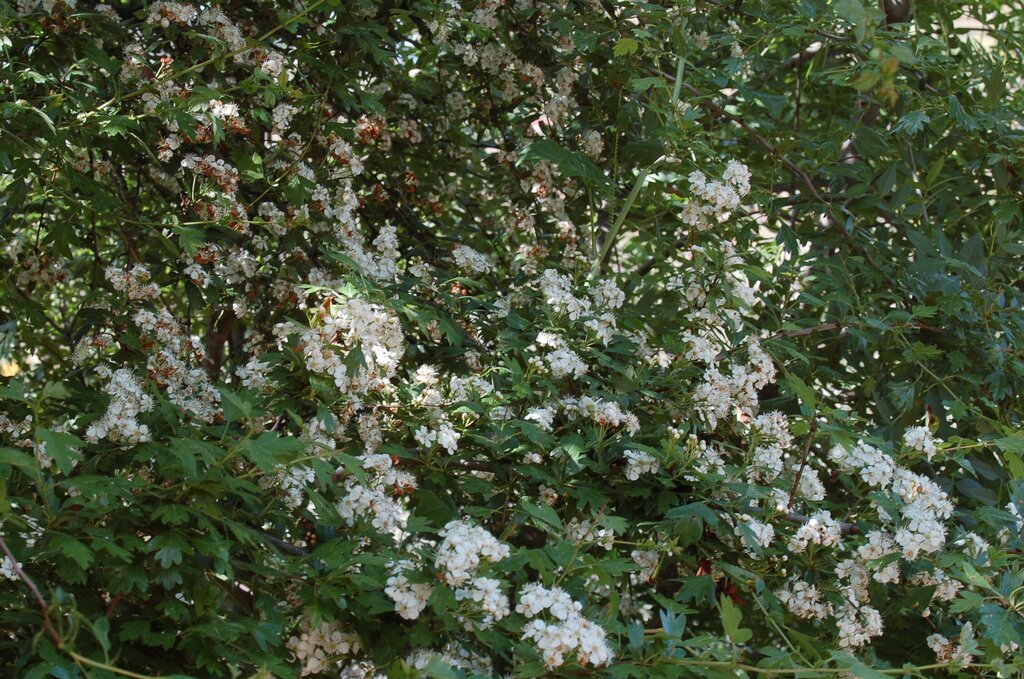 Crataegus-monogyna_Pilriteiro