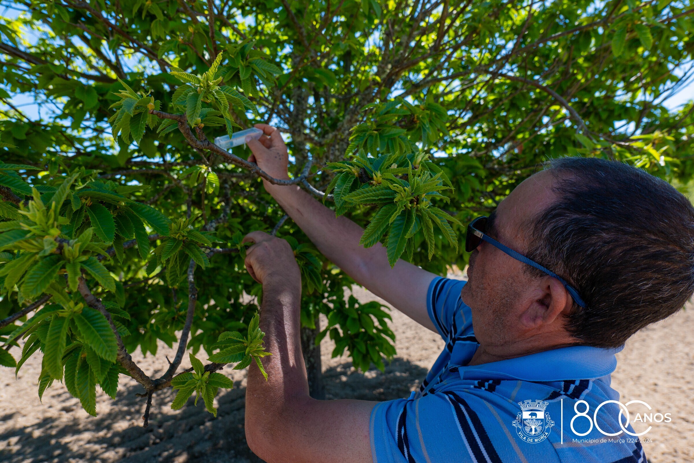 Murça reforça em 2025 combate biológico à “Vespa das Galhas dos Castanheiros”
