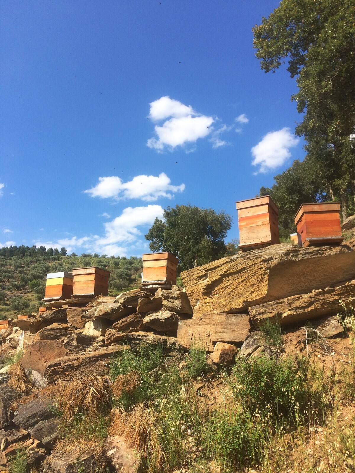 Do carpinteiro ao apicultor: A doce revolução de Vasco Moreira